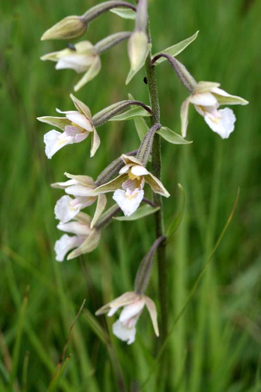 Orchidaceae Orchis